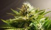 MD_Day54_2.jpg