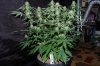 indoor 023.jpg