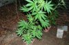 indoor 052.jpg