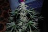 Grape Muerto Flushing 008.jpg