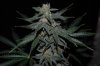 Grape Muerto Flushing 023.jpg