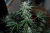 Grape Muerto Flushing 026.jpg