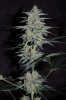 Grape Muerto Flushing 029.jpg