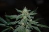 Grape Muerto Flushing 034.jpg