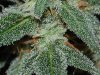 Grape Muerto Flushing 035.JPG