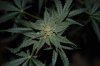 Grape Muerto Flushing 012.jpg