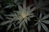 Grape Muerto Flushing 014.jpg