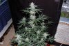Grape Muerto Flushing 019.jpg