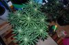 Grape Muerto Flushing 036.jpg