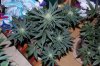 Grape Muerto Flushing 037.jpg