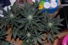 Grape Muerto Flushing 038.jpg