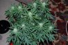 Grape Muerto Flushing 039.jpg