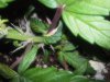 baby albino leaf.jpg