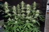 Grape Muerto Flushing 014.jpg