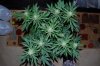 Grape Muerto Flushing 015.jpg
