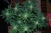 Grape Muerto Flushing 016.jpg