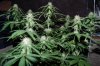 Grape Muerto Flushing 018.jpg