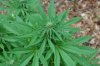 Grape Muerto Flushing 038.jpg