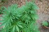 Grape Muerto Flushing 040.jpg