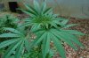 Grape Muerto Flushing 041.jpg