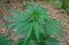 Grape Muerto Flushing 043.jpg