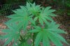 Grape Muerto Flushing 045.jpg
