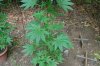 Grape Muerto Flushing 046.jpg