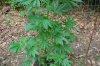 Grape Muerto Flushing 047.jpg