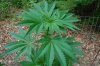 Grape Muerto Flushing 048.jpg