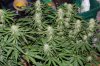 Grape Muerto Flushing 016.jpg