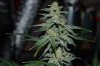 Grape Muerto Flushing 014.jpg