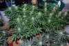 Grape Muerto Flushing 018.jpg