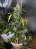 CCday72FROSTY.jpg