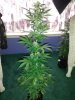 CameraZOOM-20140516162624783.jpg
