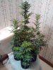 CameraZOOM-20140516161954402.jpg