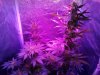 CameraZOOM-20140517200059234.jpg