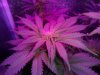 CameraZOOM-20140517200142716.jpg
