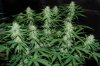 Grape Muerto Flushing 009.jpg