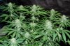 Grape Muerto Flushing 010.jpg