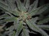 Grape Muerto Flushing 004.jpg