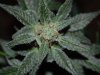 Grape Muerto Flushing 005.jpg