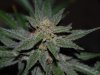 Grape Muerto Flushing 006.jpg