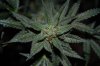 Grape Muerto Flushing 007.jpg
