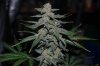 Grape Muerto Flushing 009.jpg