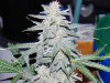 Grape Muerto Flushing 010.JPG