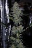 Grape Muerto Flushing 011.jpg