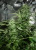 Day 33 flower AK1.jpg