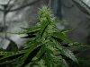 Day 33 flower AK2.jpg