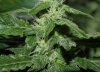 Day 31 Flower SSCS.jpg