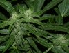 Day 31 Flower SSCS1.jpg